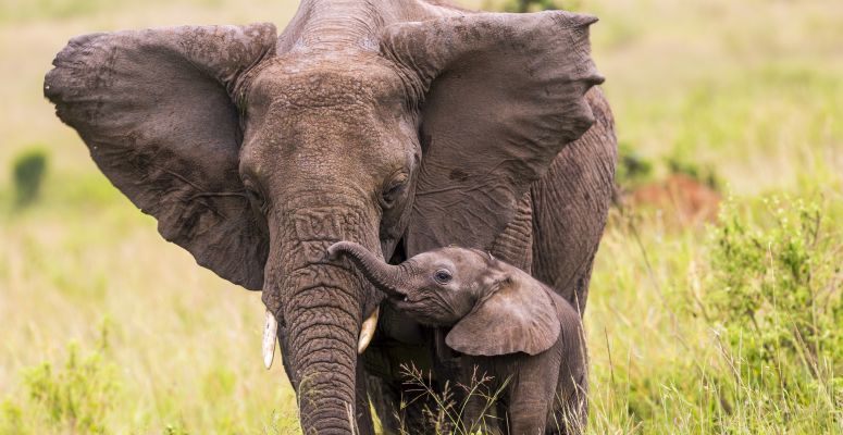 🐘 Mit üzennek számunkra az elefántok? 🐘